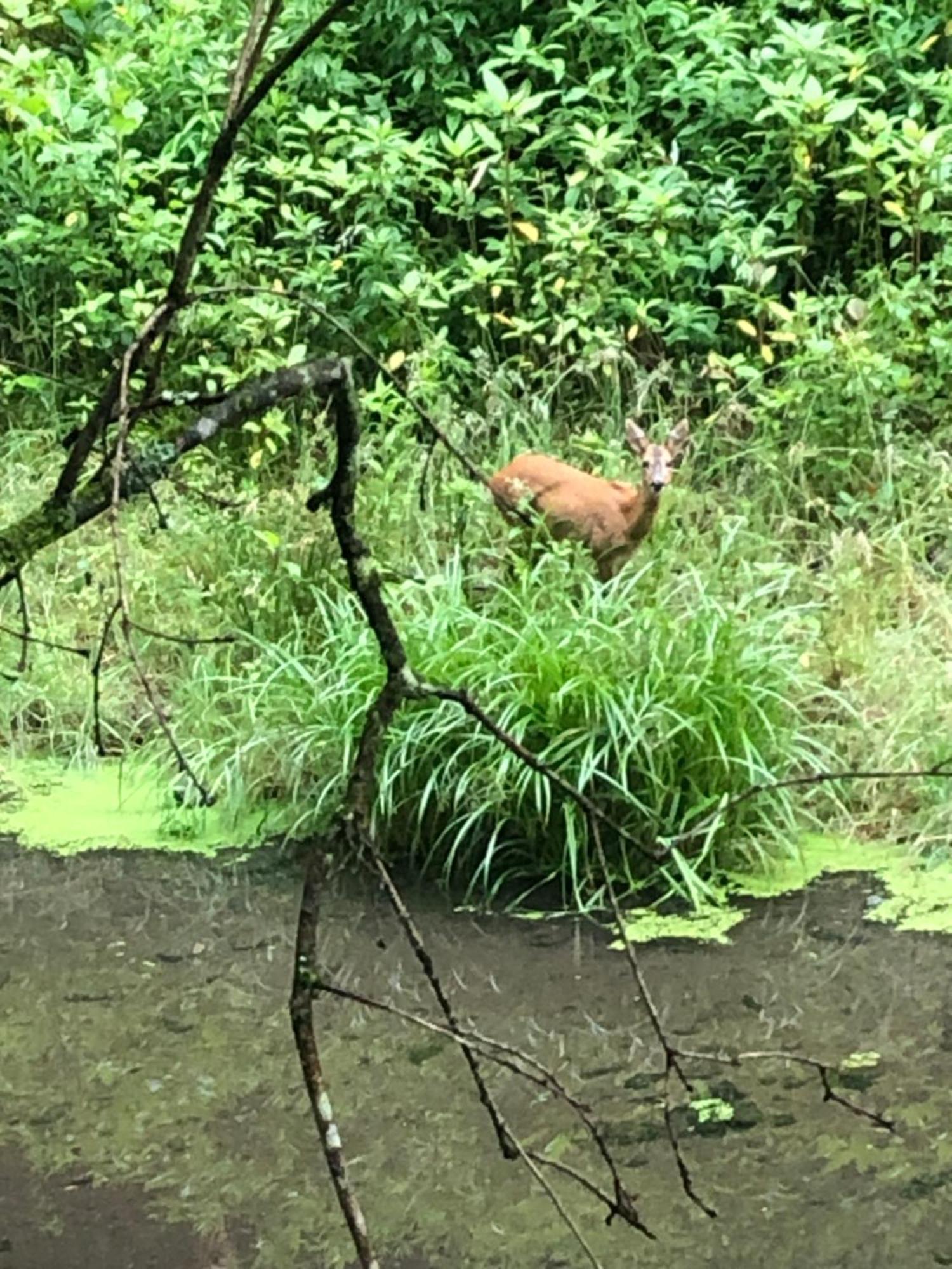 Gartenblick Leichlingen Buitenkant foto