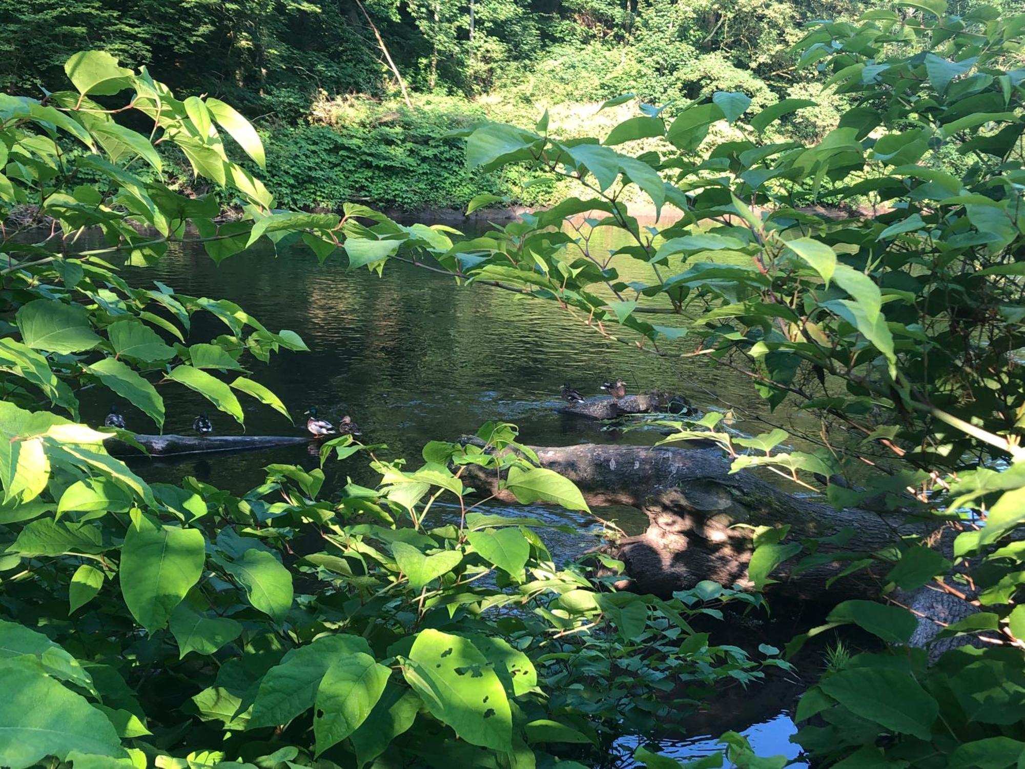 Gartenblick Leichlingen Buitenkant foto
